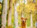 Aiko_Tierfotografie_Hundefotografie_Marburg_Fotografin_Christine_Hemlep_Hund_Shooting_Mischling_Fotoshooting (1)