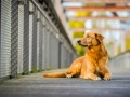 Aiko_Tierfotografie_Hundefotografie_Marburg_Fotografin_Christine_Hemlep_Hund_Shooting_Mischling_Fotoshooting (3)