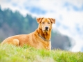 Aiko_Tierfotografie_Hundefotografie_Marburg_Fotografin_Christine_Hemlep_Mischling_Hund_Shooting_Fotoshooting
