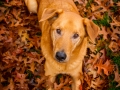 Aiko_Tierfotografie_Hundefotografie_Marburg_Fotografin_Christine_Hemlep_Mischlingshund_Mischling_Hund (1)