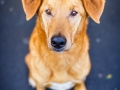 Aiko_Tierfotografie_Hundefotografie_Marburg_Fotografin_Christine_Hemlep_Mischlingshund_Mischling_Hund (11)