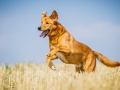 Aiko_Tierfotografie_Hundefotografie_Marburg_Fotografin_Christine_Hemlep_Mischlingshund_Mischling_Hund (8)