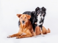 Aiko_Maggy_Tierfotografie_Hundefotografie_Marburg_Fotografin_Christine_Hemlep_Mischlingshund_Mischling_Bordercollie_Mix_Hund (1)