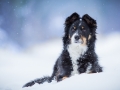 Maggy_Tierfotografie_Hundefotografie_Marburg_Fotografin_Christine_Hemlep_Fotoshooting_Hund_Mischling_Bordercollie_Mix_Winter_Schnee  (7)