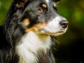 Maggy_Tierfotografie_Hundefotografie_Marburg_Fotografin_Christine_Hemlep_Hund_Shooting_Mischling_Maggy_Bordercollie_Fotoshooting (1)