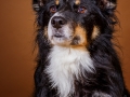 Maggy_Tierfotografie_Hundefotografie_Marburg_Fotografin_Christine_Hemlep_Hund_Shooting_Mischling_Maggy_Bordercollie_Fotoshooting (3)