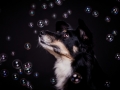 Maggy_Tierfotografie_Hundefotografie_Marburg_Fotografin_Christine_Hemlep_Studioaufnahme_Border_Collie_Mischling_November_2013 (2)