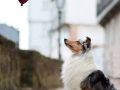 hundemaedchen_gaia_Langhaarcollie_Luftballons_Ballons_Marburg_Oberstadt_Altstadt_Fotoshooting_Shooting (1)