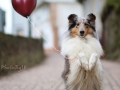 hundemaedchen_gaia_Langhaarcollie_Luftballons_Ballons_Marburg_Oberstadt_Altstadt_Fotoshooting_Shooting (10)
