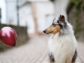 hundemaedchen_gaia_Langhaarcollie_Luftballons_Ballons_Marburg_Oberstadt_Altstadt_Fotoshooting_Shooting (11)