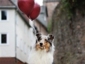 hundemaedchen_gaia_Langhaarcollie_Luftballons_Ballons_Marburg_Oberstadt_Altstadt_Fotoshooting_Shooting (4)