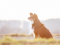 Border_Collie_Mischling_Maggy_tricolor_Hundefotografie_Marburg_Tierfotografie_Sonnenuntergang_Sonne_Licht_Stimmung (1).jpg