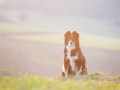 Border_Collie_Mischling_Maggy_tricolor_Hundefotografie_Marburg_Tierfotografie_Sonnenuntergang_Sonne_Licht_Stimmung (4).jpg