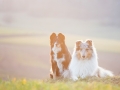 Border_Rough_Collie_Langhaarcollie_Maggy_Gaia_tricolor_bluemerle_Sonnenuntergang_Hundefreunde_Marburg_Wehrda_Freunde (13).jpg
