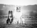 Border_Rough_Collie_Langhaarcollie_Maggy_Gaia_tricolor_bluemerle_Sonnenuntergang_Hundefreunde_Marburg_Wehrda_Freunde (3).jpg