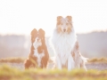 Border_Rough_Collie_Langhaarcollie_Maggy_Gaia_tricolor_bluemerle_Sonnenuntergang_Hundefreunde_Marburg_Wehrda_Freunde (4).jpg