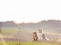 Border_Rough_Collie_Langhaarcollie_Maggy_Gaia_tricolor_bluemerle_Sonnenuntergang_Hundefreunde_Marburg_Wehrda_Freunde (7).jpg