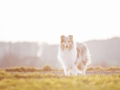 Langhaarcollie_Rough_Collie_Gaia_bluemerle_Hundefotografie_Marburg_Tierfotografie_Sonnenuntergang_Sonne_Licht_Stimmung (1).jpg