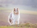 Langhaarcollie_Rough_Collie_Gaia_bluemerle_Hundefotografie_Marburg_Tierfotografie_Sonnenuntergang_Sonne_Licht_Stimmung (10).jpg