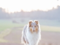 Langhaarcollie_Rough_Collie_Gaia_bluemerle_Hundefotografie_Marburg_Tierfotografie_Sonnenuntergang_Sonne_Licht_Stimmung (13).jpg
