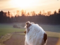 Langhaarcollie_Rough_Collie_Gaia_bluemerle_Hundefotografie_Marburg_Tierfotografie_Sonnenuntergang_Sonne_Licht_Stimmung (16).jpg