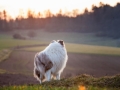 Langhaarcollie_Rough_Collie_Gaia_bluemerle_Hundefotografie_Marburg_Tierfotografie_Sonnenuntergang_Sonne_Licht_Stimmung (7).jpg