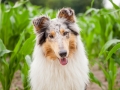 Hundemaechen_Gaia_Rough_Collie_Langhaarcollie_bluemerle_Maisfeld_Urlaub_Mais_Feld_Hund (5)