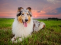 Hundemaechen_Gaia_Rough_Collie_Langhaarcollie_bluemerle_Wiese_Sonnenuntergang_Urlaub_Sonne_Untergang_Natur_Hund (17)