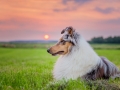 Hundemaechen_Gaia_Rough_Collie_Langhaarcollie_bluemerle_Wiese_Sonnenuntergang_Urlaub_Sonne_Untergang_Natur_Hund (25)