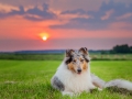 Hundemaechen_Gaia_Rough_Collie_Langhaarcollie_bluemerle_Wiese_Sonnenuntergang_Urlaub_Sonne_Untergang_Natur_Hund (7)