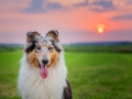 Hundemaechen_Gaia_Rough_Collie_Langhaarcollie_bluemerle_Wiese_Sonnenuntergang_Urlaub_Sonne_Untergang_Natur_Hund (9)