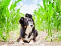 Hundemaechen_Maggy_Border_Collie_Mischling_Mix_Maisfeld_Urlaub_Mais_Feld_Hund (3)
