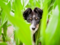 Hundemaechen_Maggy_Border_Collie_Mischling_Mix_Maisfeld_Urlaub_Mais_Feld_Hund (7)