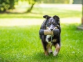 Hundefotografie_Tierfotografie_Hund_Border_Collie_Mischling_Maggy_tricolor_Dummytraining_Dummy_Futterbeutel_Fotografin_Christine_Hemlep_Marburg (1)