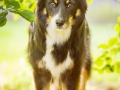 Hundefotografie_Tierfotografie_Hund_Border_Collie_Mischling_Maggy_tricolor_Fotografin_Christine_Hemlep_Marburg (1)