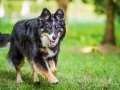 Hundefotografie_Tierfotografie_Hund_Border_Collie_Mischling_Maggy_tricolor_Fotografin_Christine_Hemlep_Marburg (11)