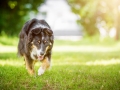 Hundefotografie_Tierfotografie_Hund_Border_Collie_Mischling_Maggy_tricolor_Fotografin_Christine_Hemlep_Marburg (13)