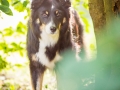 Hundefotografie_Tierfotografie_Hund_Border_Collie_Mischling_Maggy_tricolor_Fotografin_Christine_Hemlep_Marburg (3)