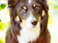 Hundefotografie_Tierfotografie_Hund_Border_Collie_Mischling_Maggy_tricolor_Fotografin_Christine_Hemlep_Marburg (9)
