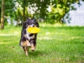 Hundefotografie_Tierfotografie_Hund_Border_Collie_Mischling_Maggy_tricolor_Frisbee_Sport_Fotografin_Christine_Hemlep_Marburg (1)