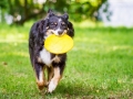 Hundefotografie_Tierfotografie_Hund_Border_Collie_Mischling_Maggy_tricolor_Frisbee_Sport_Fotografin_Christine_Hemlep_Marburg (3)