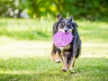 Hundefotografie_Tierfotografie_Hund_Border_Collie_Mischling_Maggy_tricolor_Frisbee_Sport_Fotografin_Christine_Hemlep_Marburg (5)