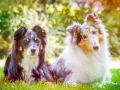 Hundefotografie_Tierfotografie_Hund_Langhaarcollie_Collie_Rough_bluemerle_Gaia_Border_Mischling_tricolor_Maggy_Fotografin_Christine_Hemlep_Marburg (2)