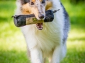 Hundefotografie_Tierfotografie_Hund_Langhaarcollie_Collie_Rough_bluemerle_Gaia_Dummy_Dummytraining_Futterbeutel_Fotografin_Christine_Hemlep_Marburg (1)