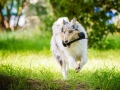 Hundefotografie_Tierfotografie_Hund_Langhaarcollie_Collie_Rough_bluemerle_Gaia_Dummy_Dummytraining_Futterbeutel_Fotografin_Christine_Hemlep_Marburg (3)