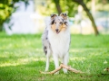 Hundefotografie_Tierfotografie_Hund_Langhaarcollie_Collie_Rough_bluemerle_Gaia_Fotografin_Christine_Hemlep_Marburg (11)