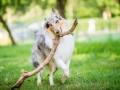 Hundefotografie_Tierfotografie_Hund_Langhaarcollie_Collie_Rough_bluemerle_Gaia_Fotografin_Christine_Hemlep_Marburg (15)