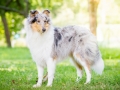 Hundefotografie_Tierfotografie_Hund_Langhaarcollie_Collie_Rough_bluemerle_Gaia_Fotografin_Christine_Hemlep_Marburg (17)