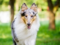 Hundefotografie_Tierfotografie_Hund_Langhaarcollie_Collie_Rough_bluemerle_Gaia_Fotografin_Christine_Hemlep_Marburg (19)