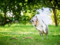 Hundefotografie_Tierfotografie_Hund_Langhaarcollie_Collie_Rough_bluemerle_Gaia_Fotografin_Christine_Hemlep_Marburg (27)